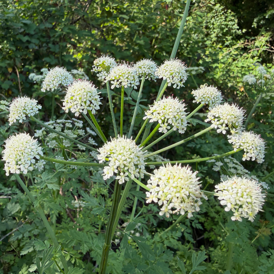 Hemlock Water Dropwort, Most poisonous plant in Britain.